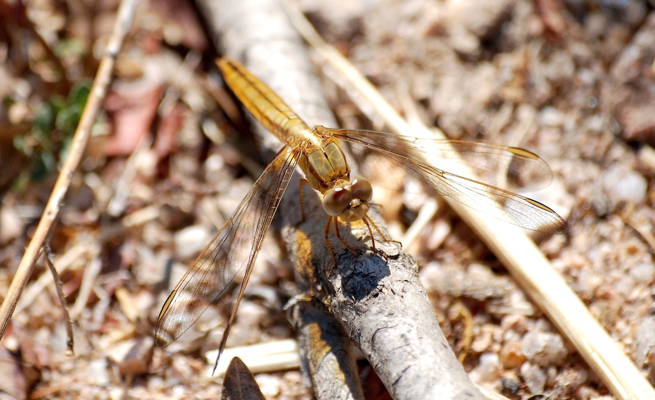 Identificazione 9 - Crocothemis erythraea